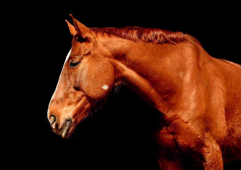 Tablou canvas: Portret de Cal pe Fundal Negru - Thumbnail 2