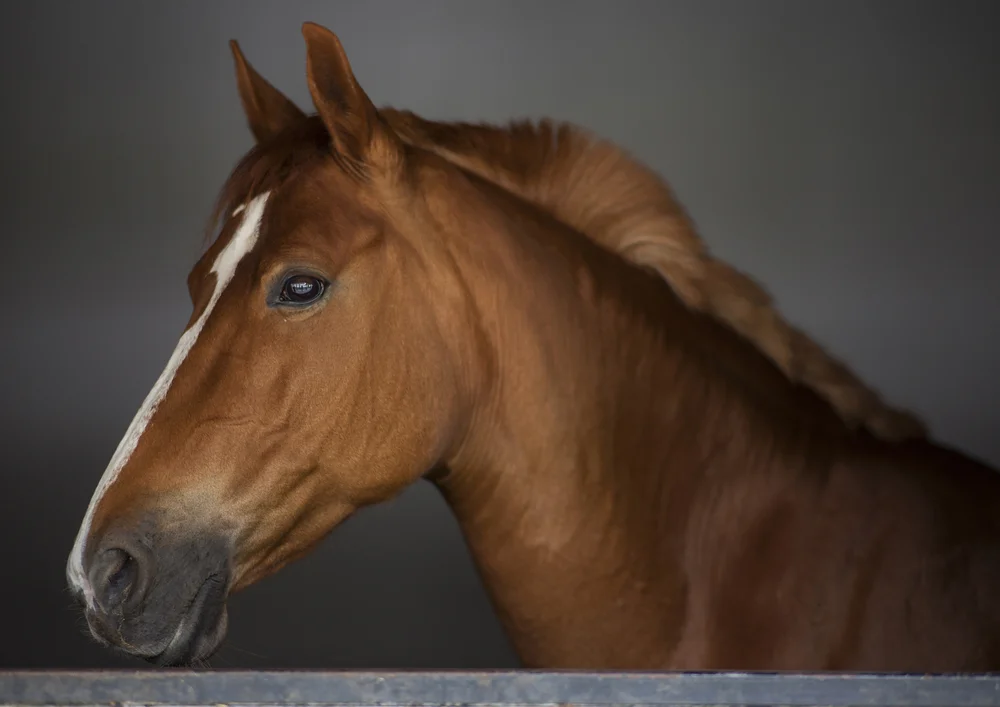 Tablou canvas: Portret Realist de Cal Maro în Profil - Thumbnail 2