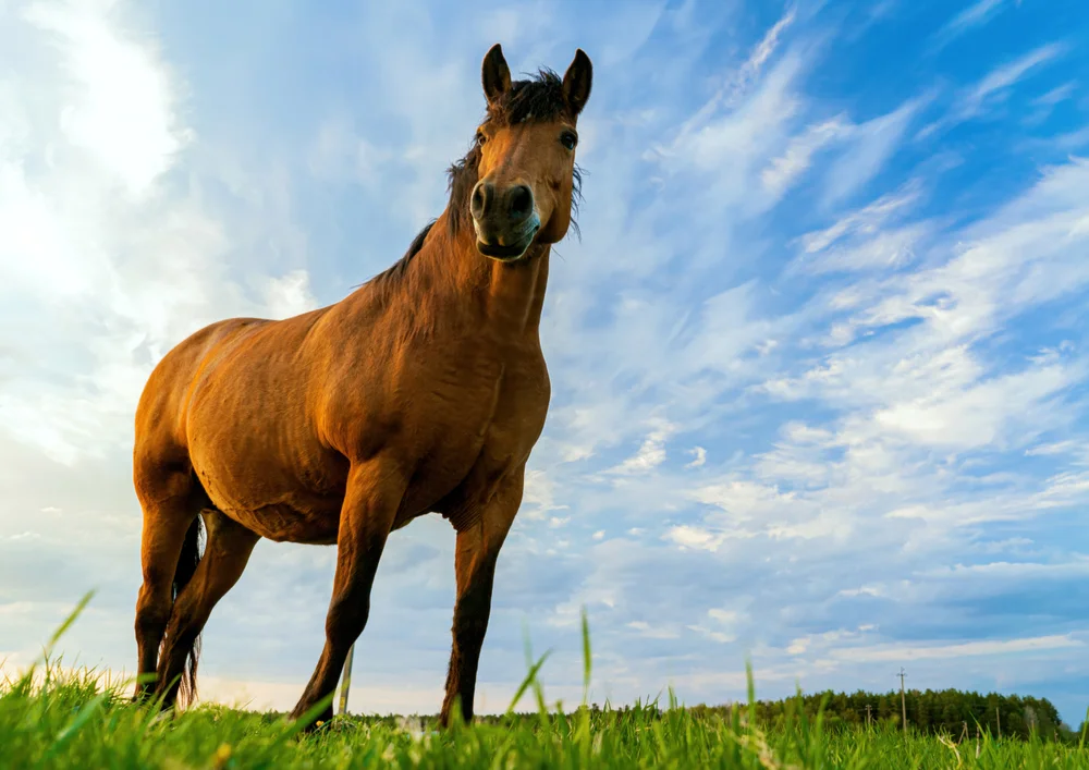 Tablou canvas: Cal în Peisaj Rural Sub Cer Albastru - Thumbnail 2