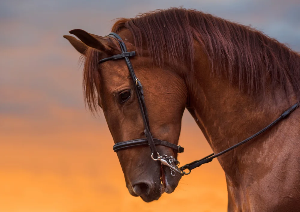 Tablou canvas: Portret Cal în Lumina Apusului - Thumbnail 2