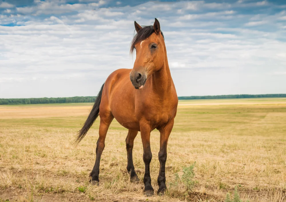 Tablou canvas: Cal pe Câmpie Sub Cer Albastru - Thumbnail 2