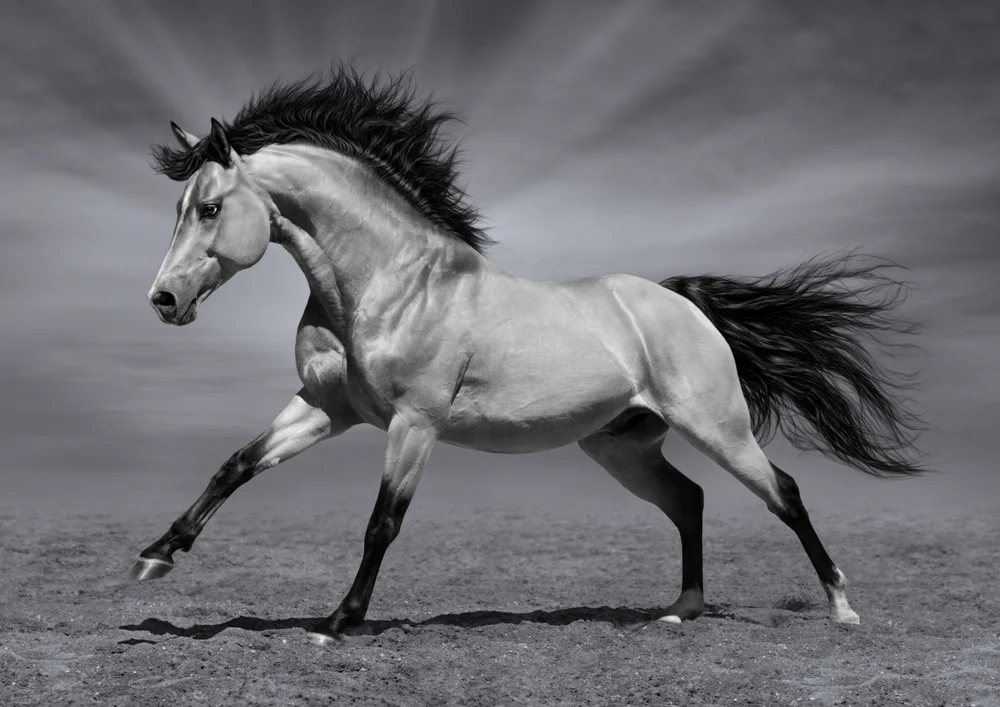 Tablou canvas: Cal în Galop pe Fundal Monocrom - Thumbnail 2