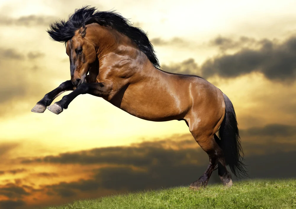 Tablou canvas: Cal Sălbatic Sărind la Apus - Thumbnail 2