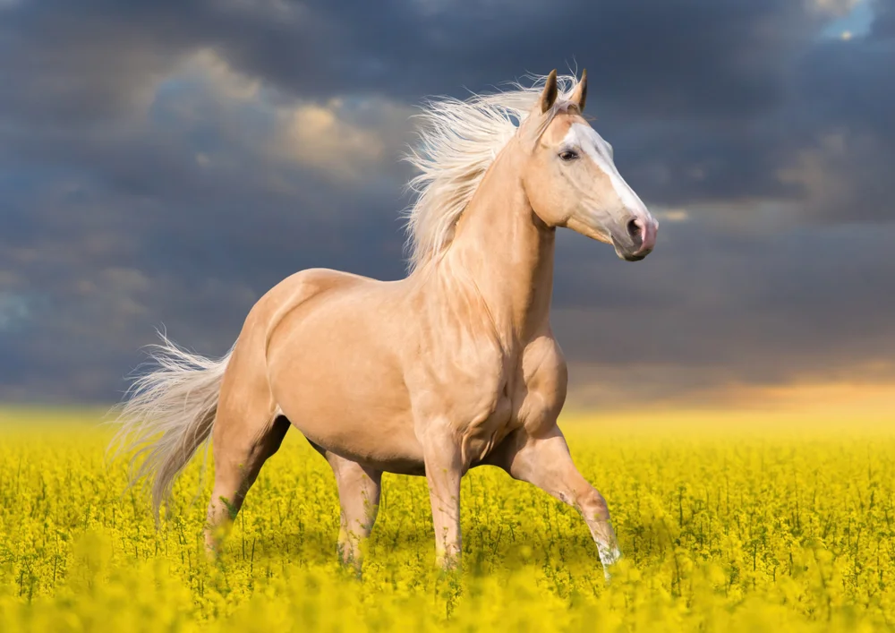 Tablou canvas: Cal Auriu în Câmp de Flori Galbene - Thumbnail 2