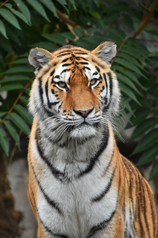 Tablou canvas: Portret de Tigru în Fundal Natural - Thumbnail 2