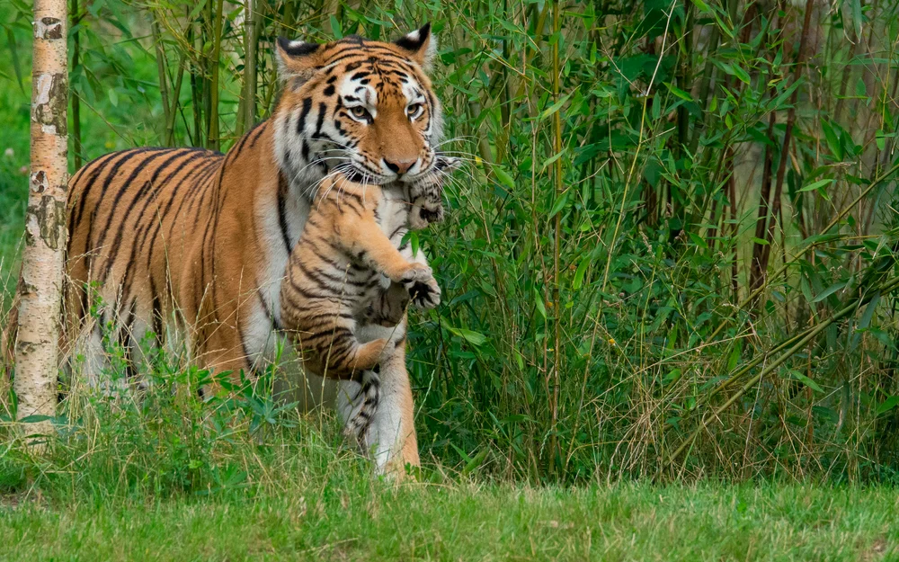 Tablou canvas: Tigru cu Pui Printre Bambus - Thumbnail 2