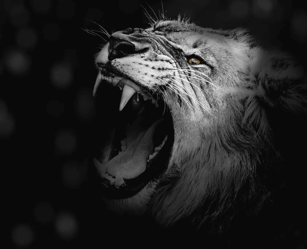 Tablou canvas: Portret de Leu în Detalii Dramatice - Thumbnail 2