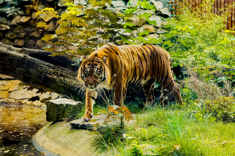 Tablou canvas: Tigru în Habitat Natural - Thumbnail 2