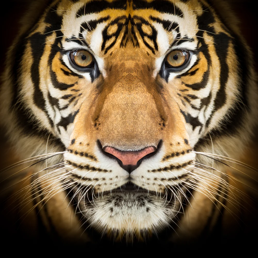 Tablou canvas: Portret de Tigru în Detalii Realiste - Thumbnail 2