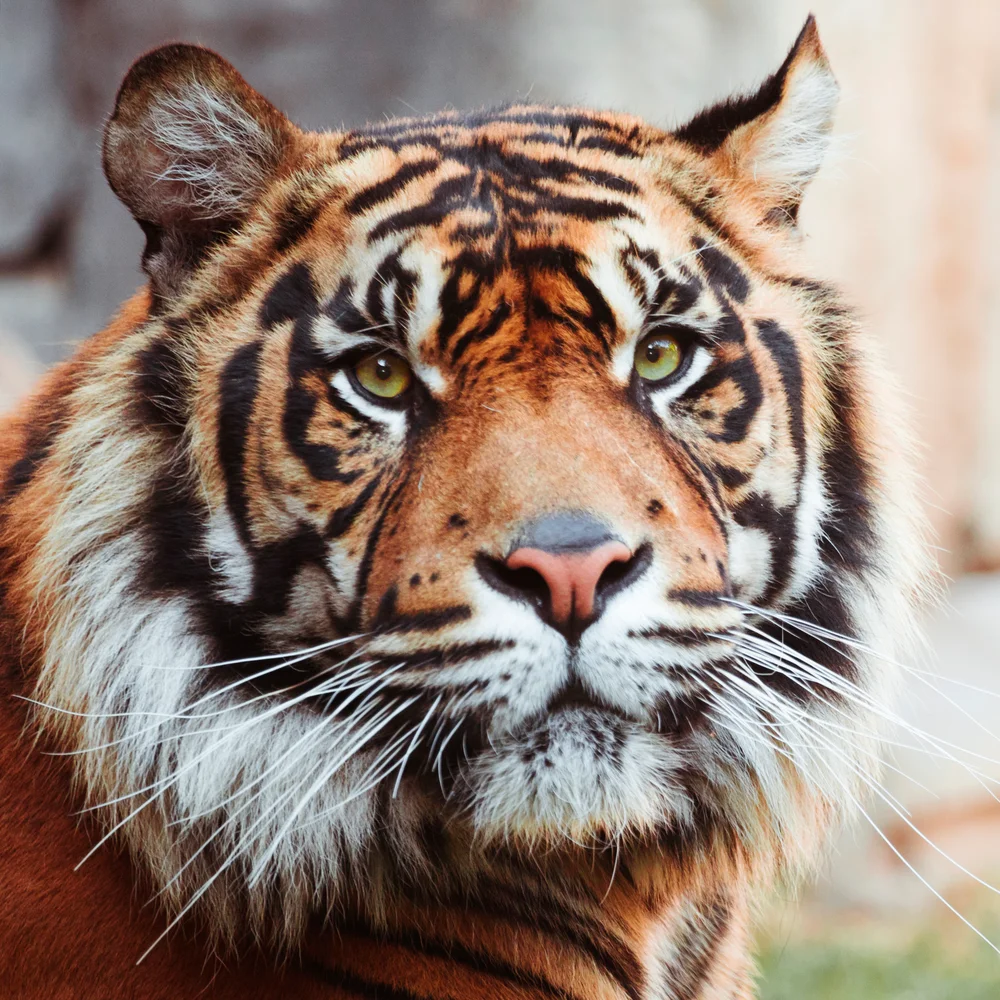 Tablou canvas: Portret de Tigru Impunător în Detaliu - Thumbnail 2