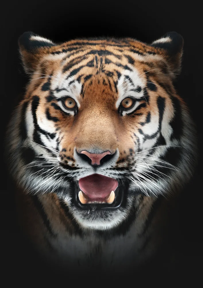 Tablou canvas: Portret Realist de Tigru cu Detalii Fine - Thumbnail 2