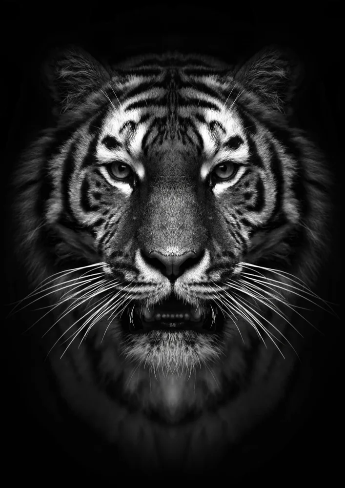 Tablou canvas: Portret Monocrom de Tigru în Prim-plan - Thumbnail 2