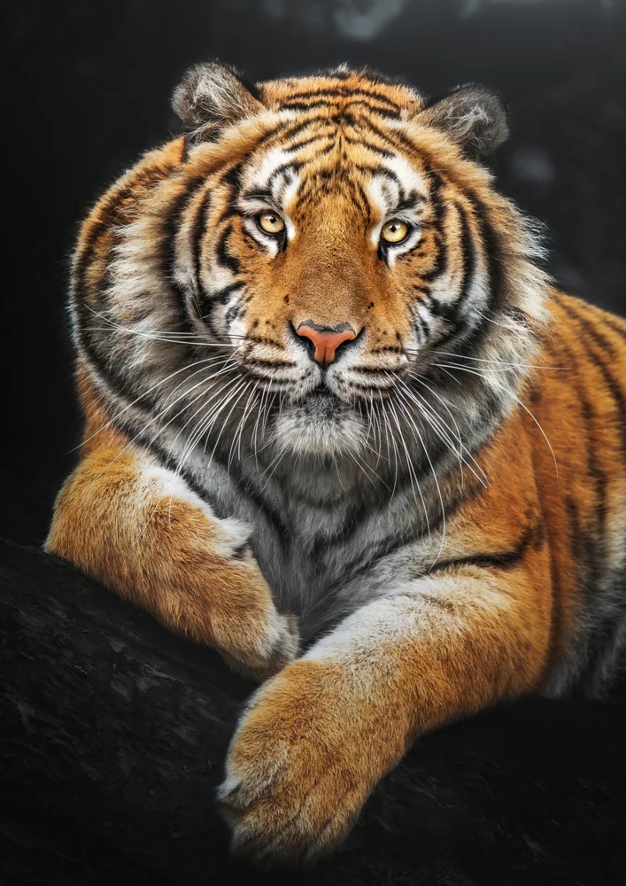 Tablou canvas: Portret de Tigru în Detalii Realiste 2 - Thumbnail 2