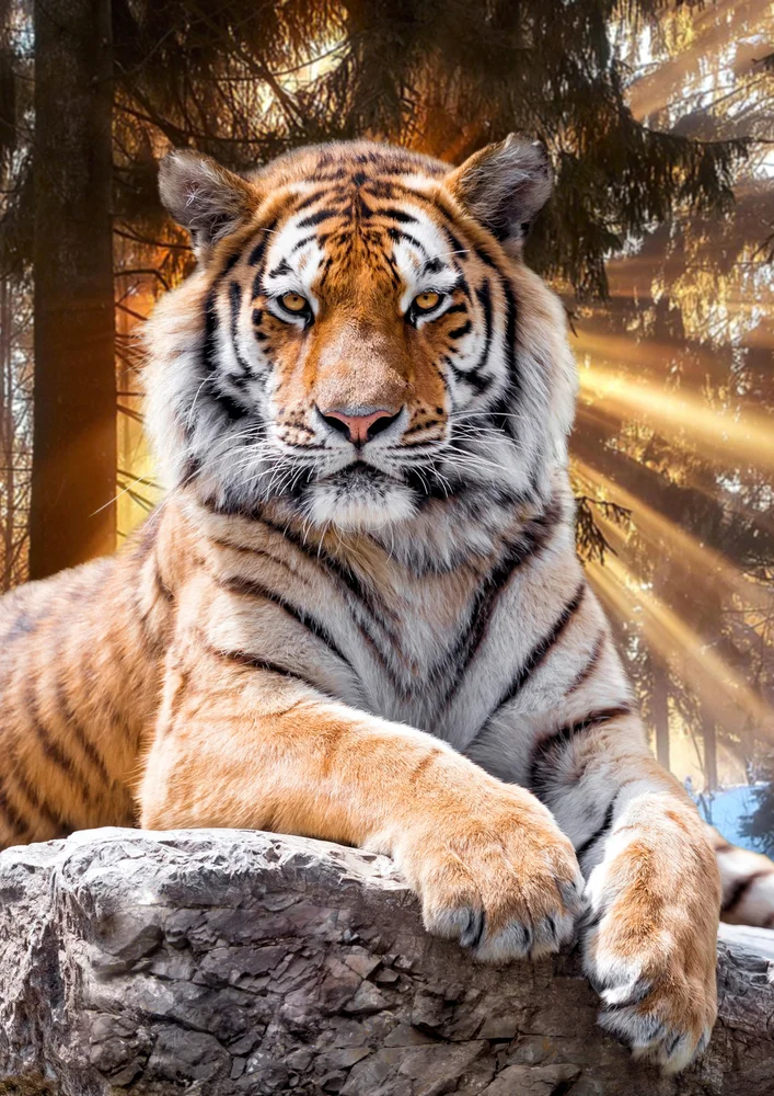 Tablou canvas: Tigru Impunător în Lumina Pădurii - Thumbnail 2