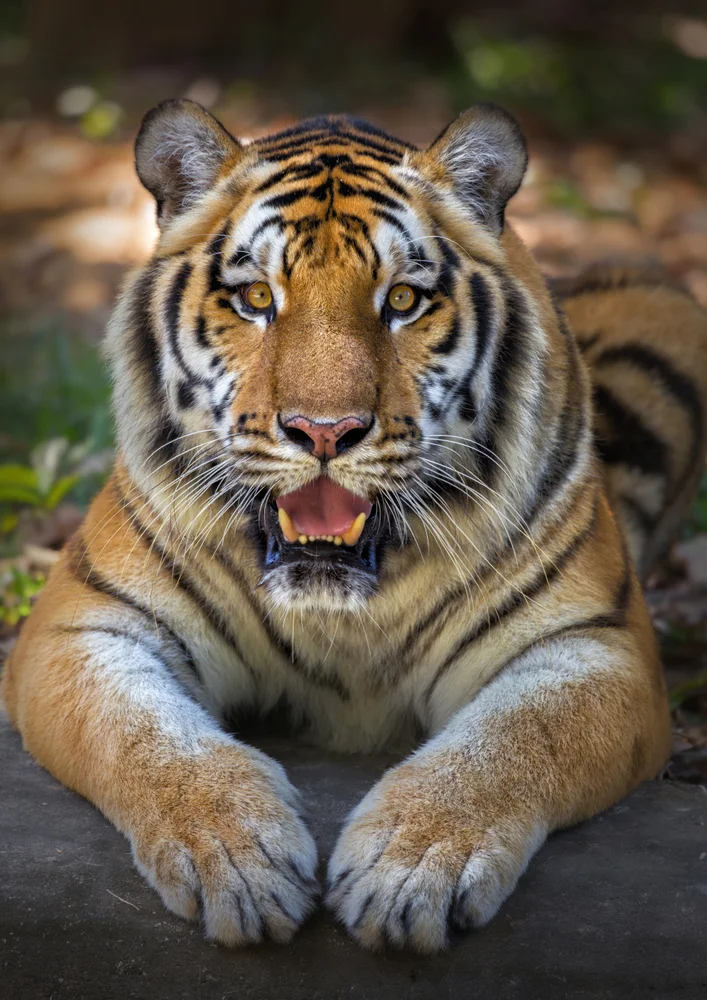 Tablou canvas: Portret Realist de Tigru în Natură (2) - Thumbnail 2