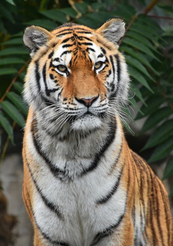 Tablou canvas: Portret Realist de Tigru în Natură 2 - Thumbnail 2