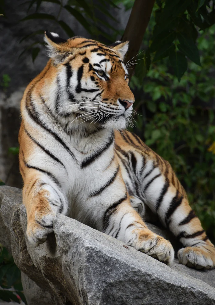 Tablou canvas: Tigru Regal pe Stâncă - Thumbnail 2