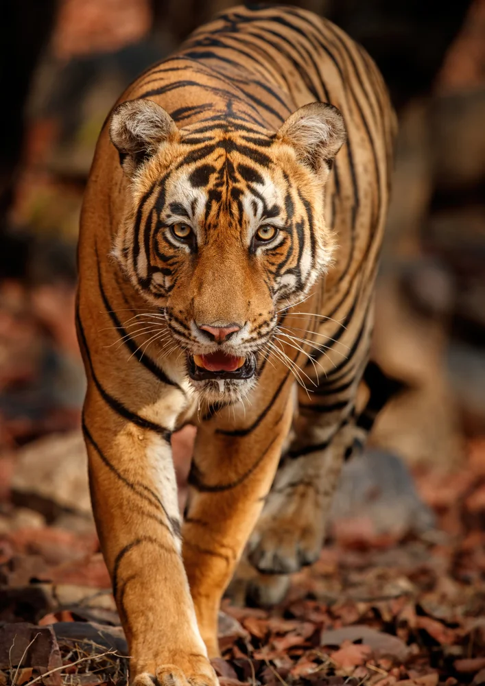 Tablou canvas: Tigru în Habitalul Natural - Thumbnail 2