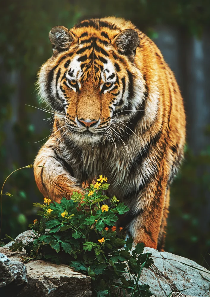 Tablou canvas: Tigru în Mișcare Printre Flori Galbene - Thumbnail 2