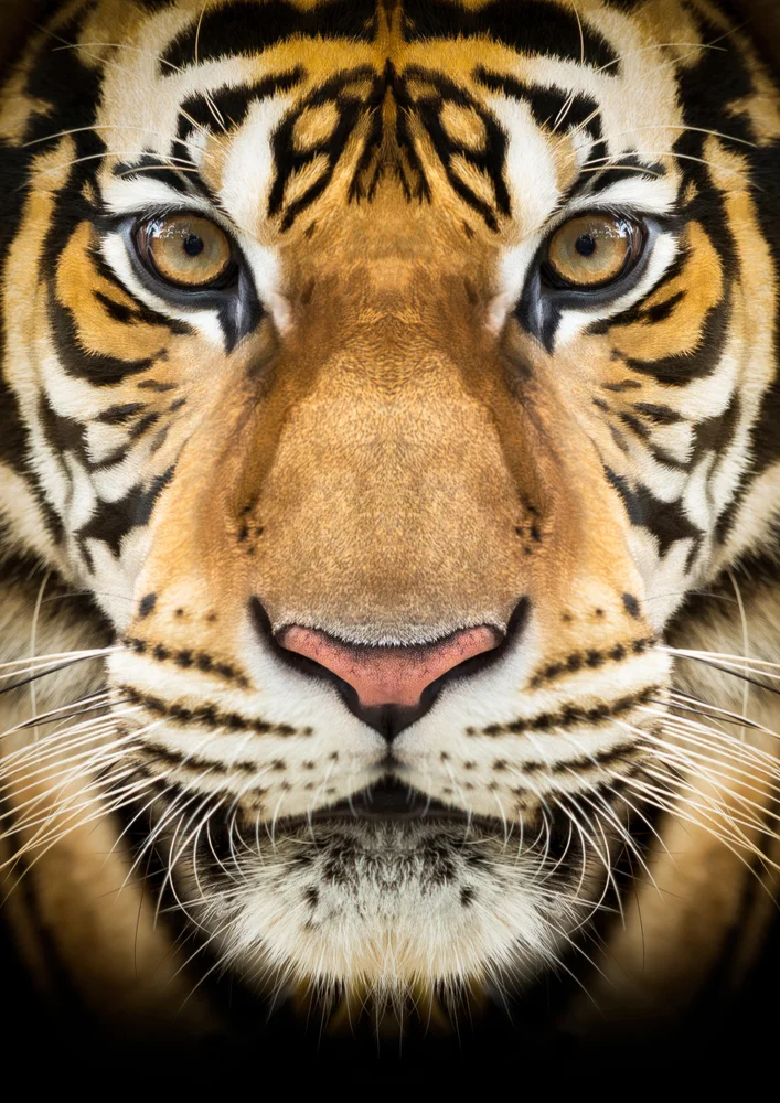 Tablou canvas: Portret Realist de Tigru în Prim-Plan - Thumbnail 2