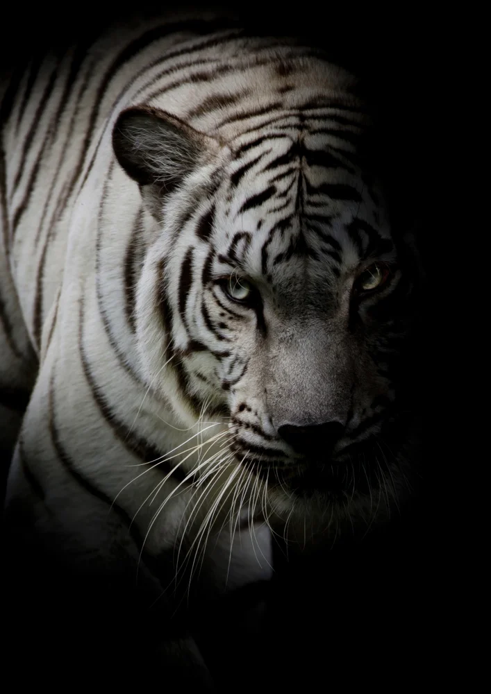 Tablou canvas: Portret de Tigru Alb în Semi-Umbră - Thumbnail 2