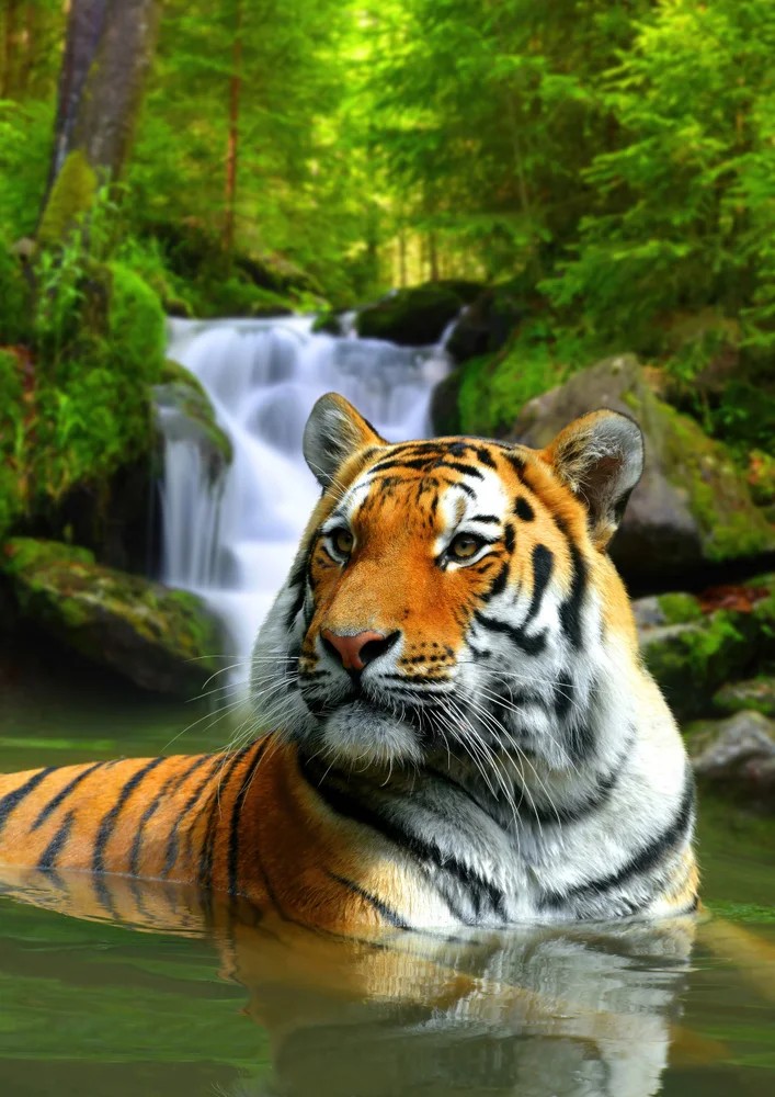 Tablou canvas: Tigru în Apă Lângă Cascadă - Thumbnail 2