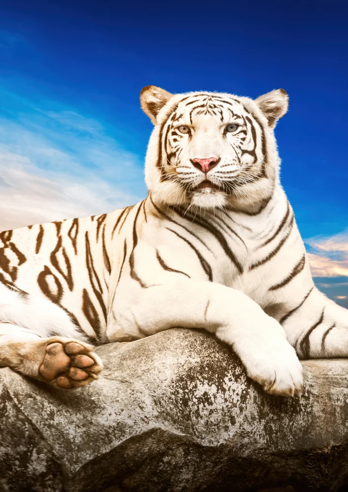 Tablou canvas: Tigru Alb Pe Fundal de Cer Albastru - Thumbnail 2