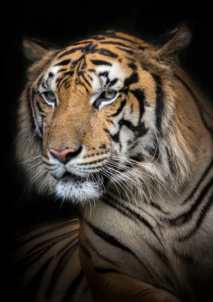 Tablou canvas: Portret Realist de Tigru în Fundal Întunecat - Thumbnail 2