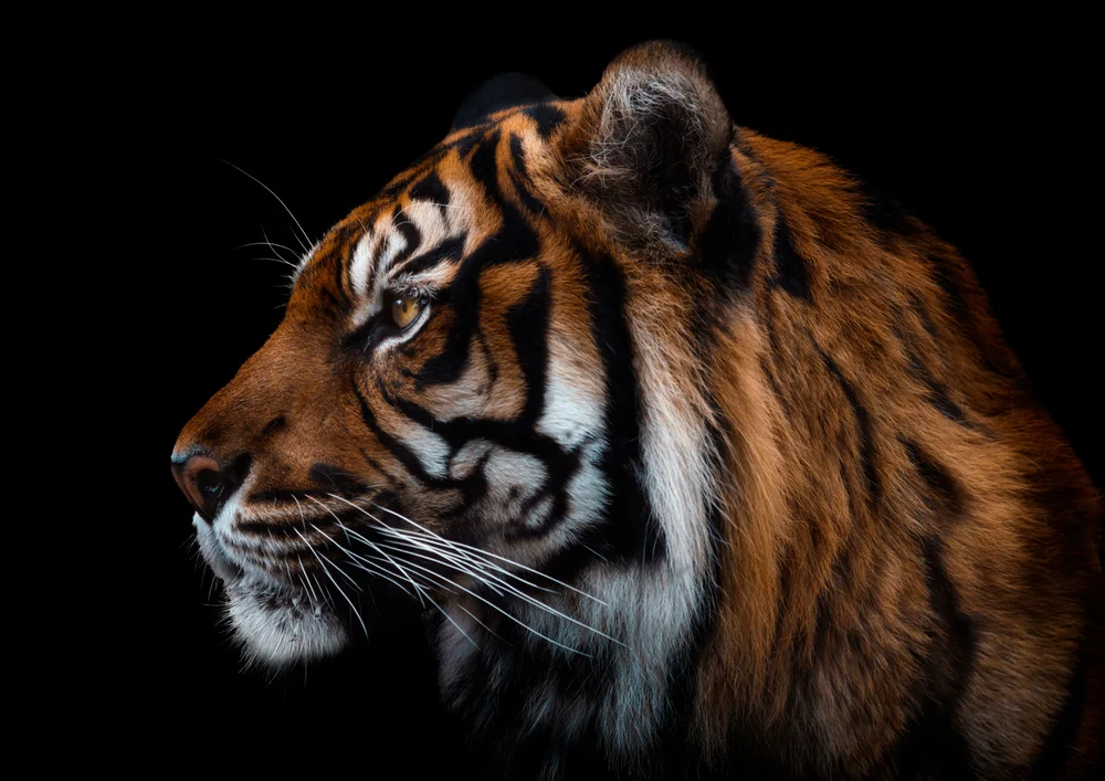 Tablou canvas: Profil de Tigru în Noapte - Thumbnail 2