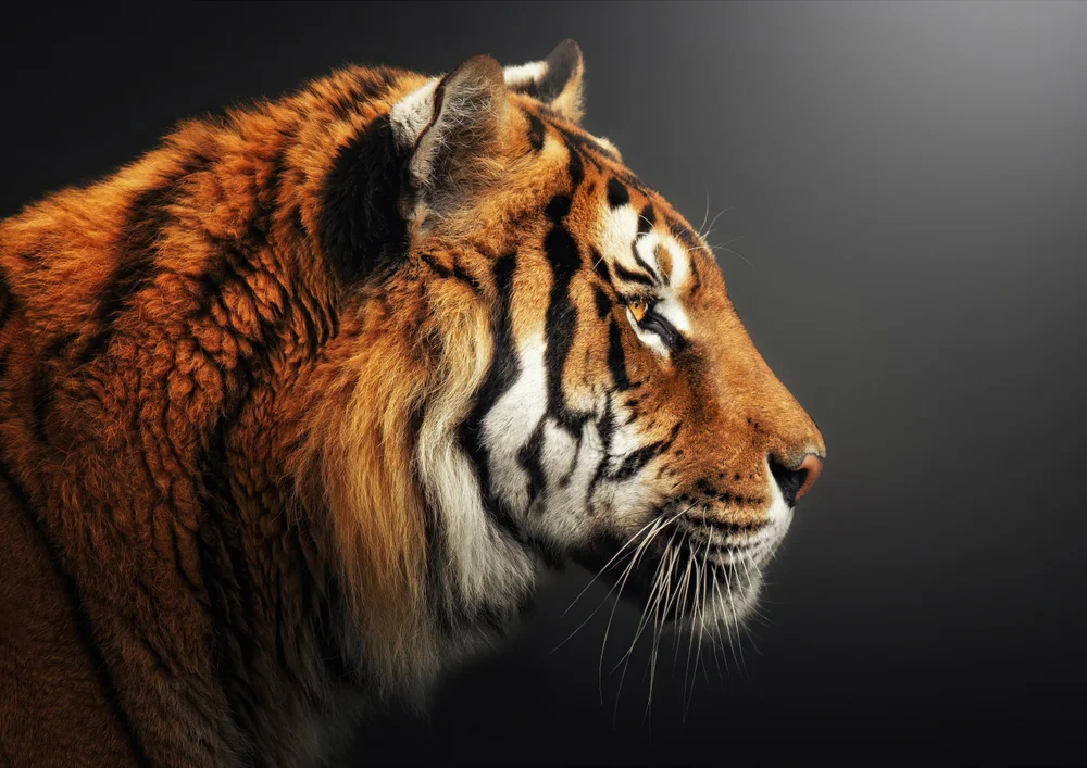 Tablou canvas: Portret de Tigru în Profil - Thumbnail 2