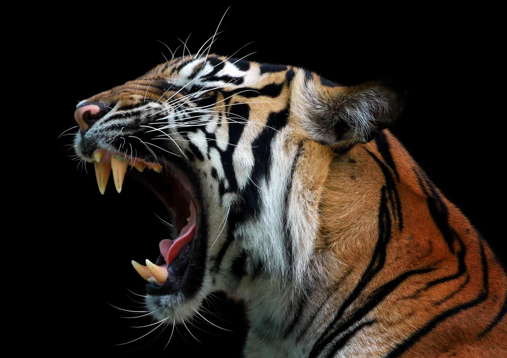 Tablou canvas: Portret Tigrat pe Fundal Negru - Thumbnail 2