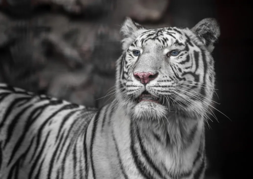 Tablou canvas: Portret de Tigru Alb în Detalii Fine 2 - Thumbnail 2