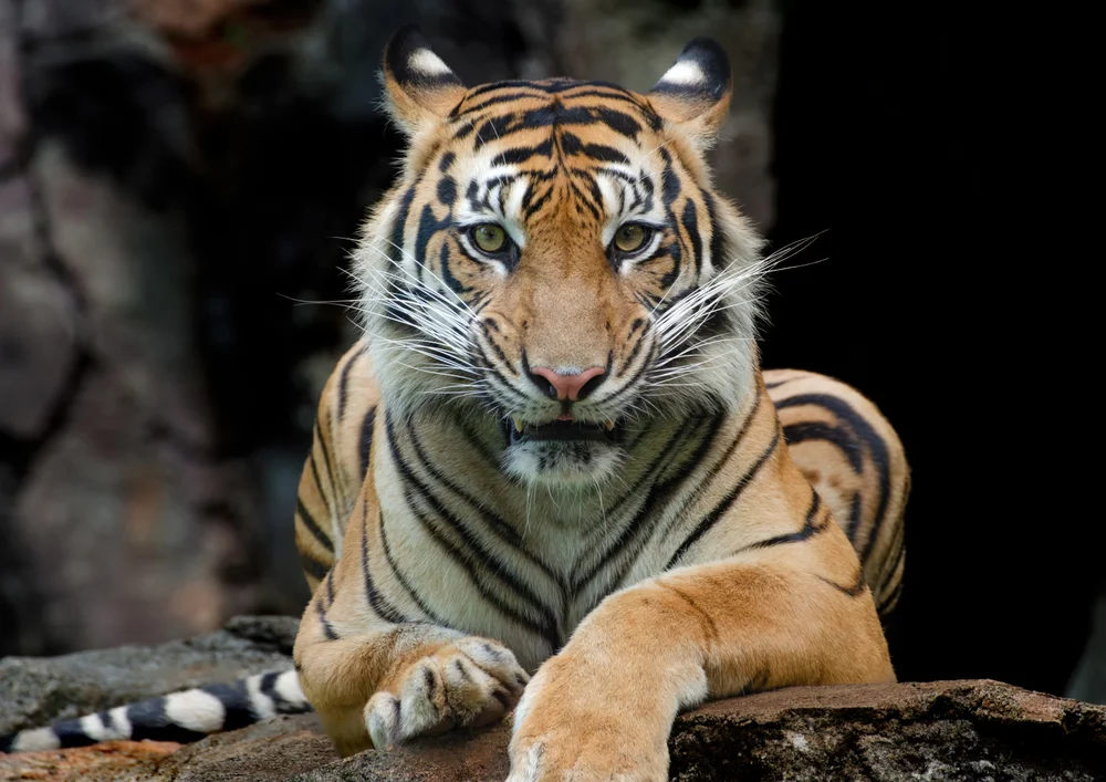 Tablou canvas: Portret Regal de Tigru în Mediu Natural - Thumbnail 2