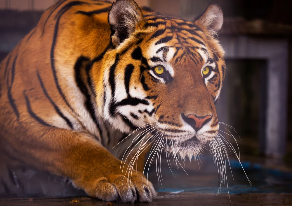 Tablou canvas: Tigru în Prim Plan cu Privire Pătrunzătoare - Thumbnail 2