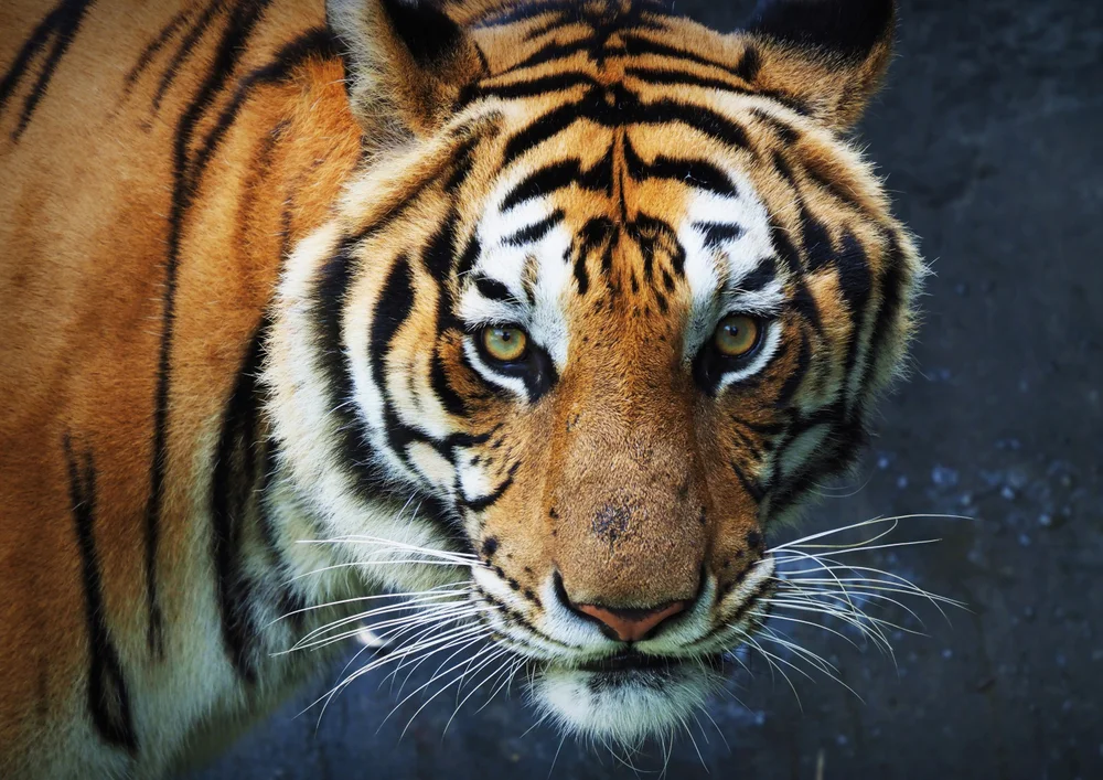 Tablou canvas: Privire de Tigru în Detaliu - Thumbnail 2