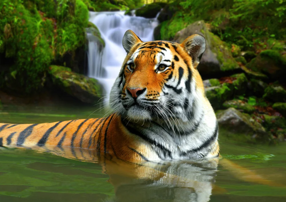 Tablou canvas: Tigru în Apă Lângă Cascadă (2) - Thumbnail 2