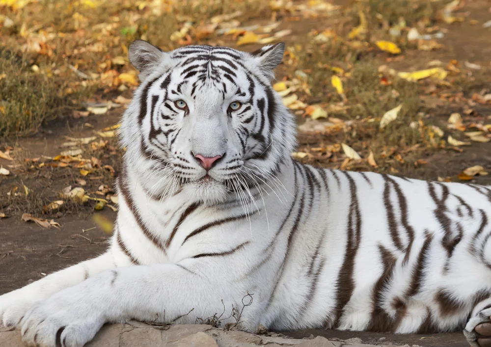 Tablou canvas: Tigru Alb în Peisaj de Toamnă - Thumbnail 2