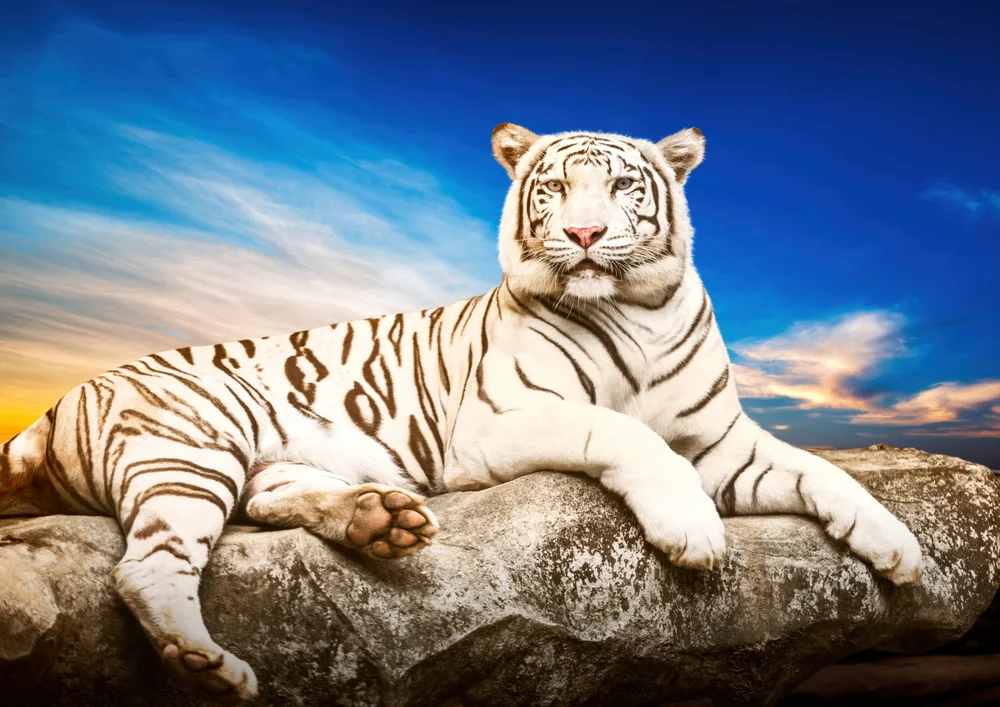 Tablou canvas: Tigru Alb Pe Stâncă la Apus - Thumbnail 2