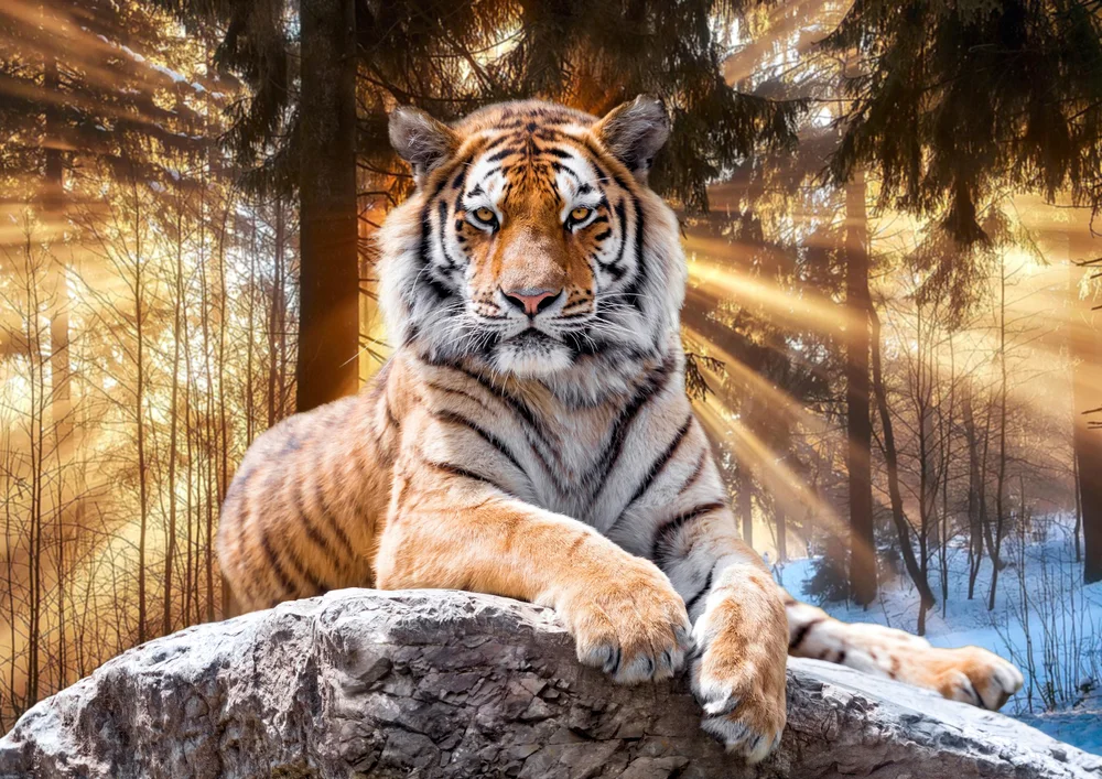 Tablou canvas: Tigru în Lumina Răsăritului Pădurii - Thumbnail 2