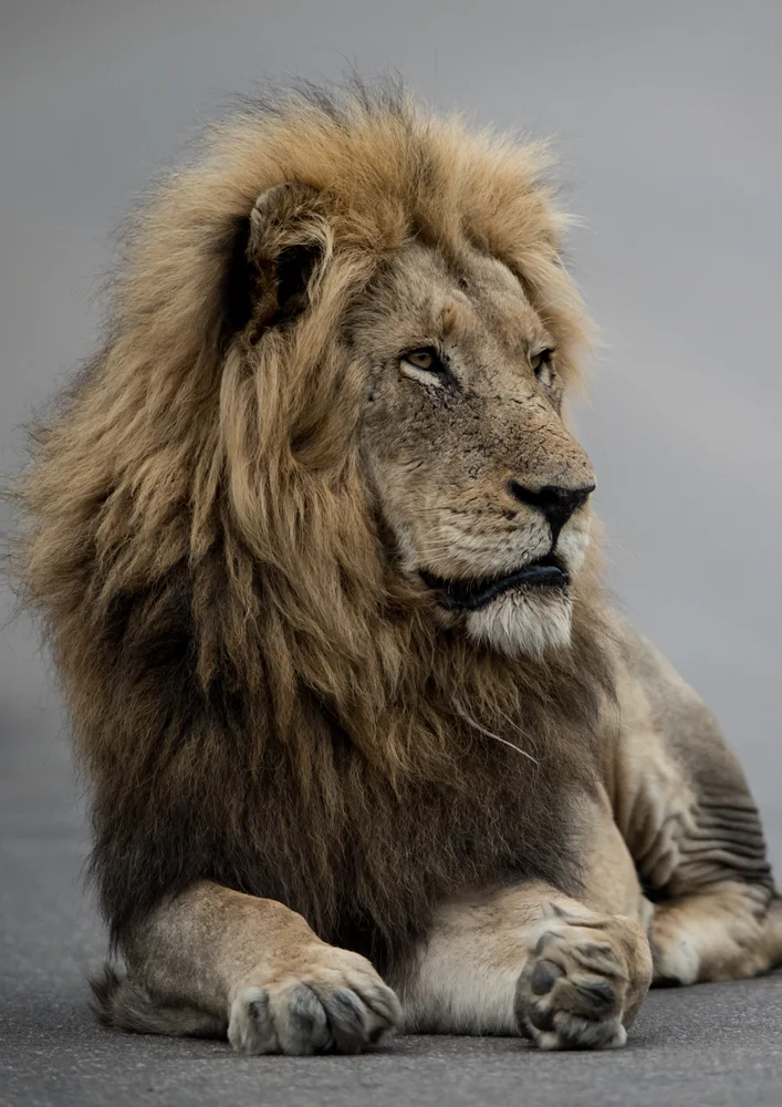 Tablou canvas: Portret de Leu în Detalii Realiste - Thumbnail 2