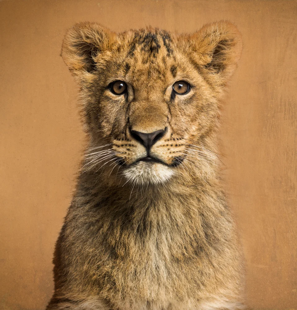 Tablou canvas: Portret de Leu Tânăr pe Fundal Ocru - Thumbnail 2