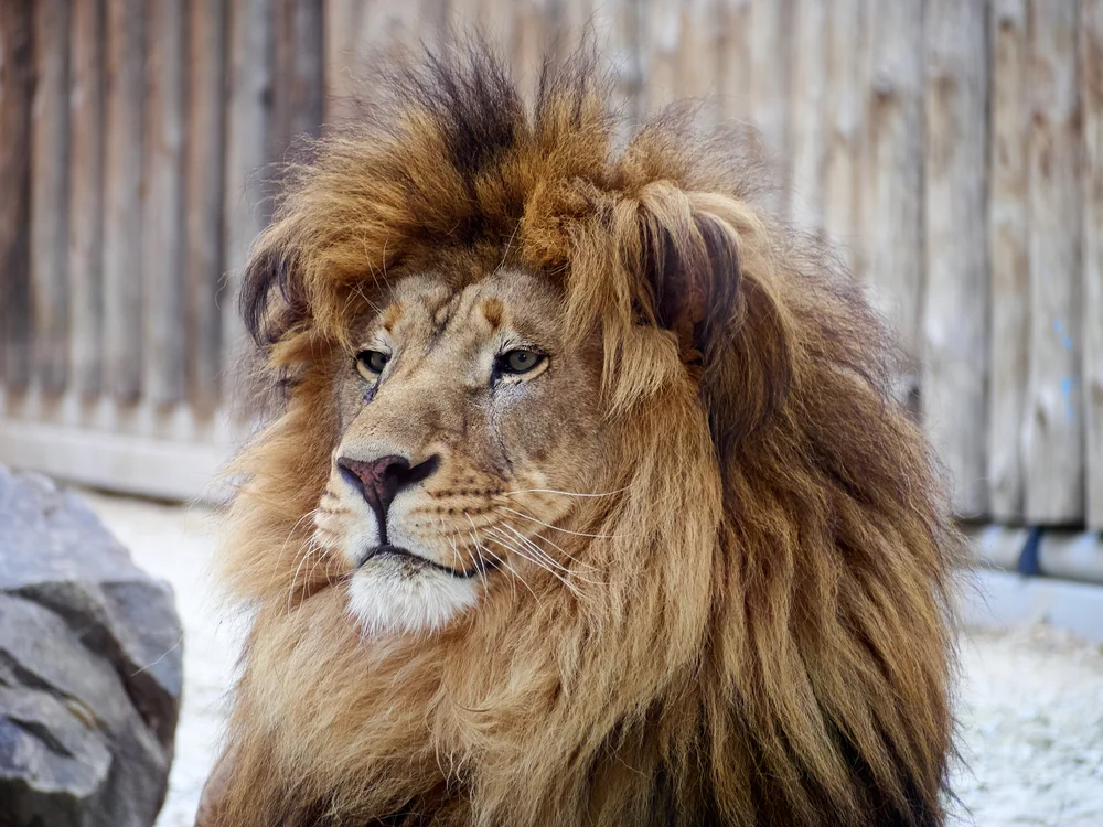 Tablou canvas: Portret Majestic de Leu în Detaliu - Thumbnail 2