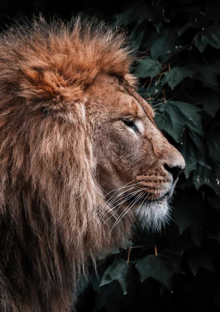 Tablou canvas: Portret de Leu în Profil - Thumbnail 2