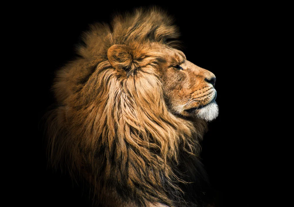 Tablou canvas: Portret Realist de Leu în Profil - Thumbnail 2