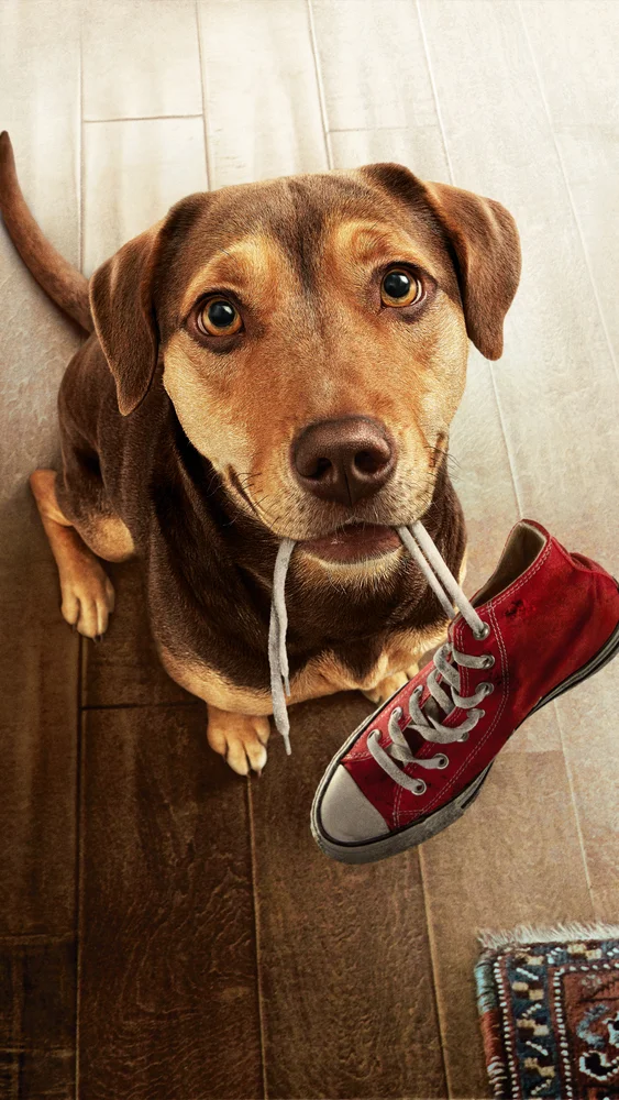 Tablou canvas: Cățeluș cu Adidaș Roșu - Thumbnail 2