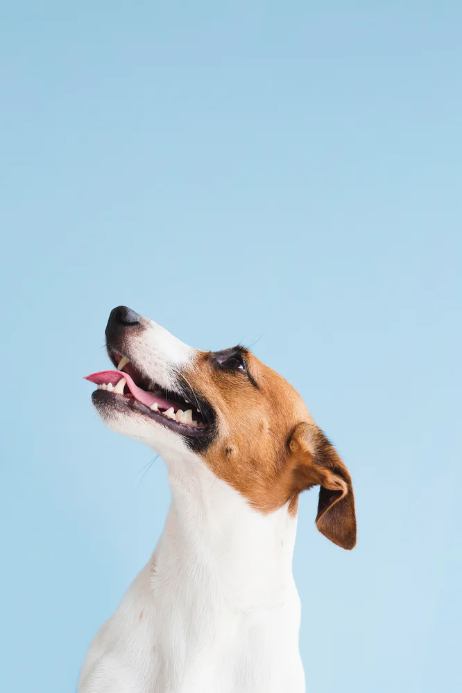 Tablou canvas: Câine Fericit pe Fundal Albastru - Thumbnail 2