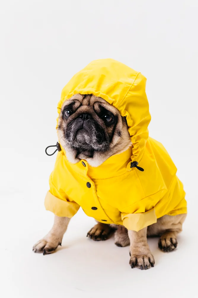 Tablou canvas: Mops În Pelerină Galbenă - Thumbnail 2