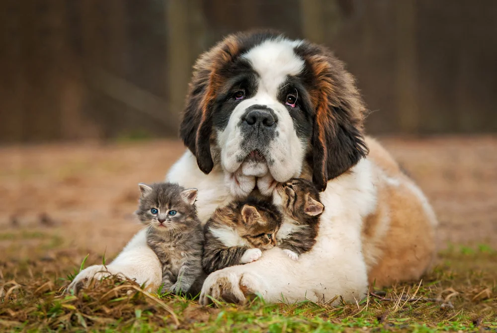 Tablou canvas: Câine Saint Bernard cu Pisicuțe - Thumbnail 2