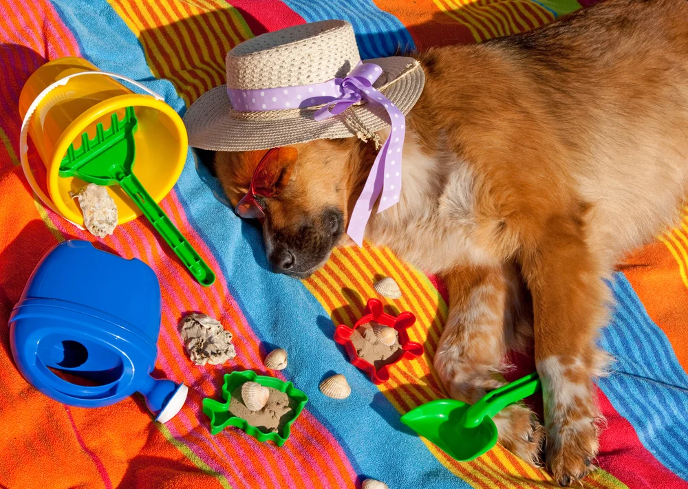 Tablou canvas: Cățel Somnoros pe Plajă Colorată - Thumbnail 2