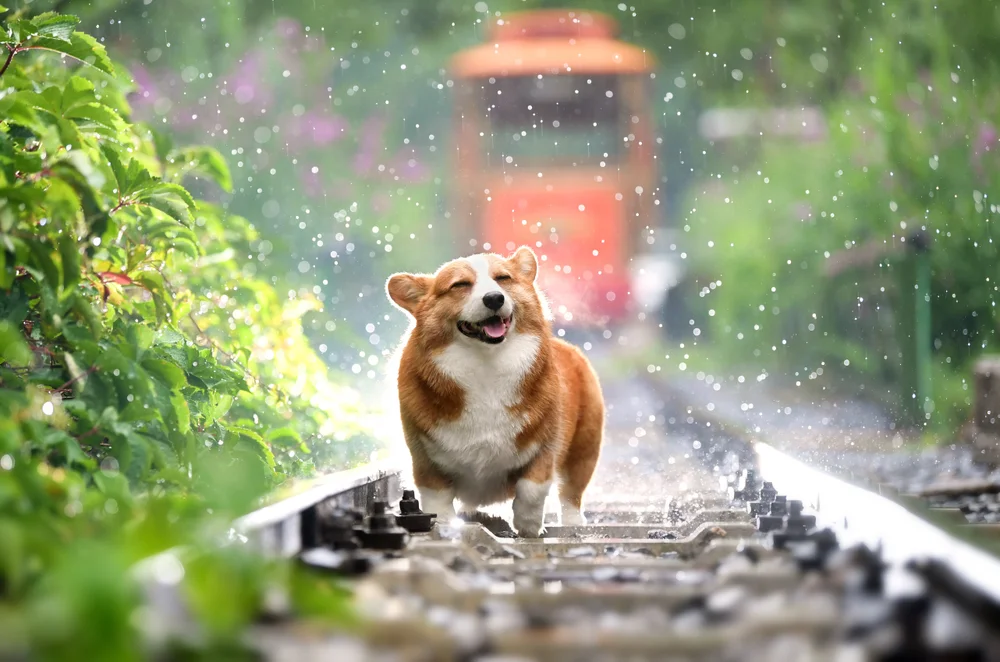 Tablou canvas: Corgi Fericit pe Șine de Tren - Thumbnail 2